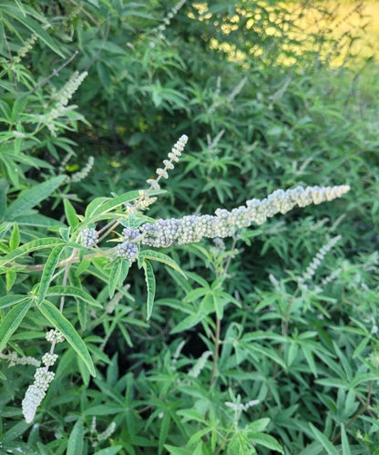 Mönchspfeffer(beeren) Essenz