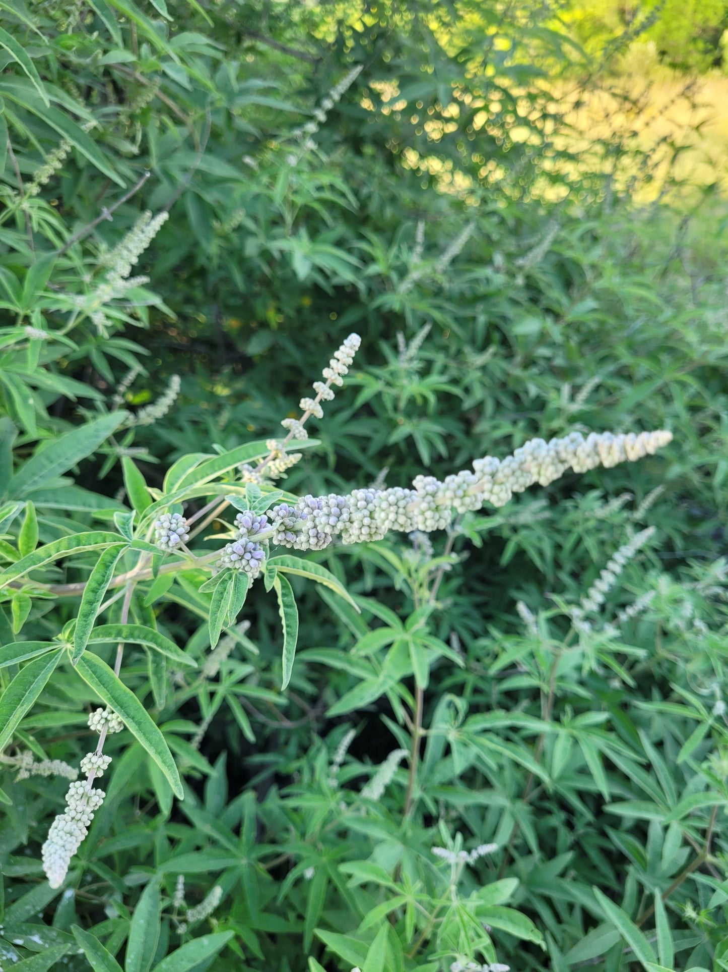 Mönchspfeffer(beeren) Essenz