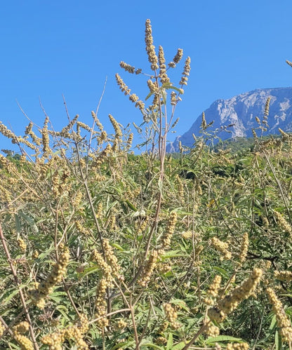 Mönchspfeffer(beeren) Essenz