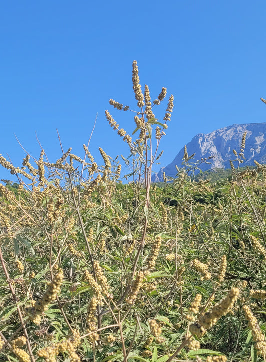 Mönchspfeffer(beeren) Essenz