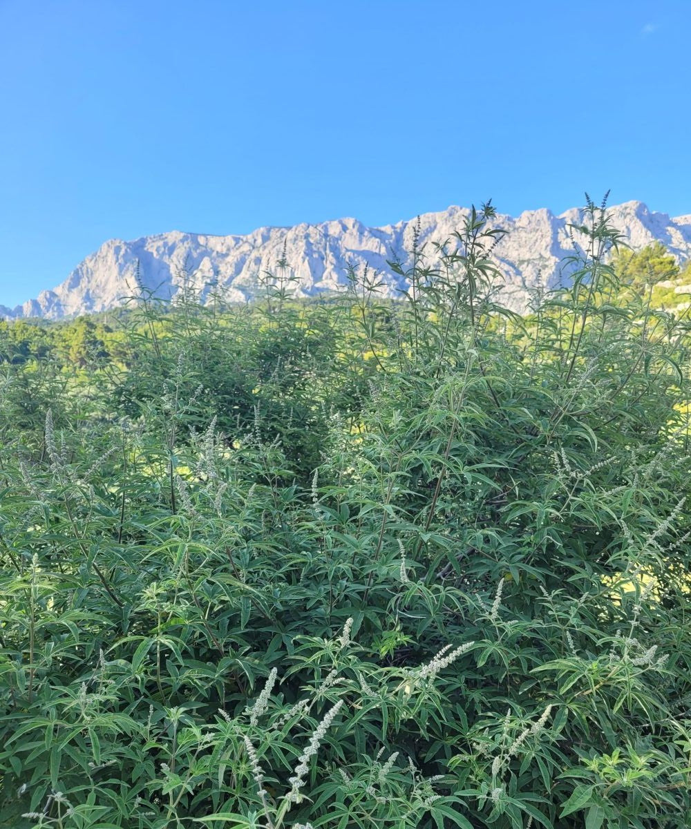 Mönchspfeffer(beeren) Essenz