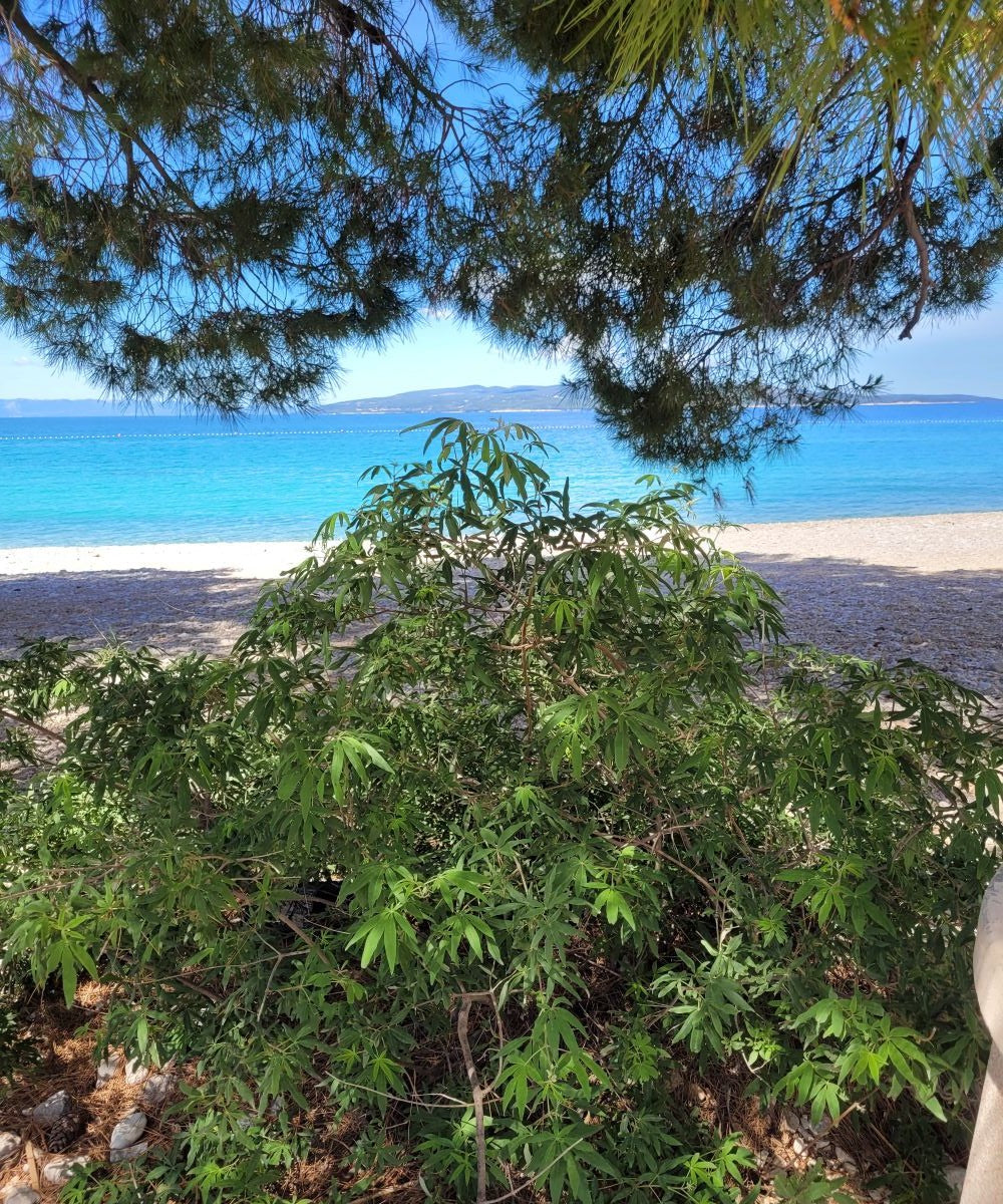 Mönchspfeffer(beeren) Essenz