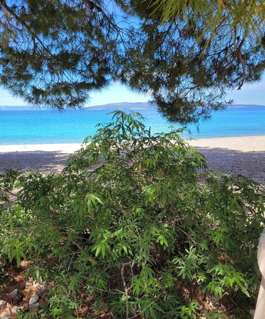 Monk pepper (berries) essence