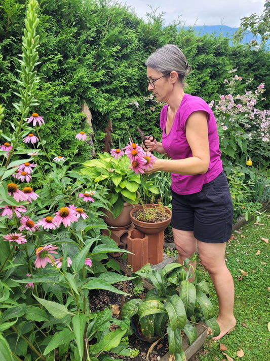 Echinacea Essenz