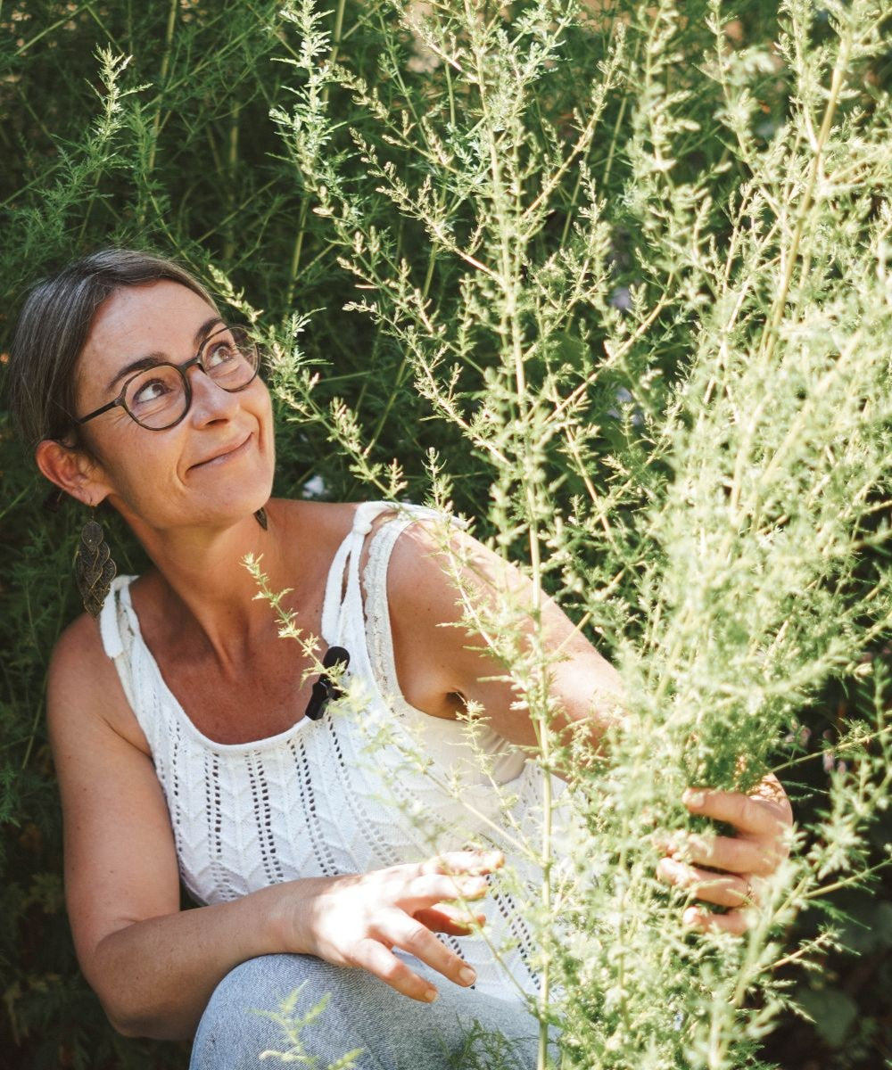 Einjähriger Beifuß Tinktur