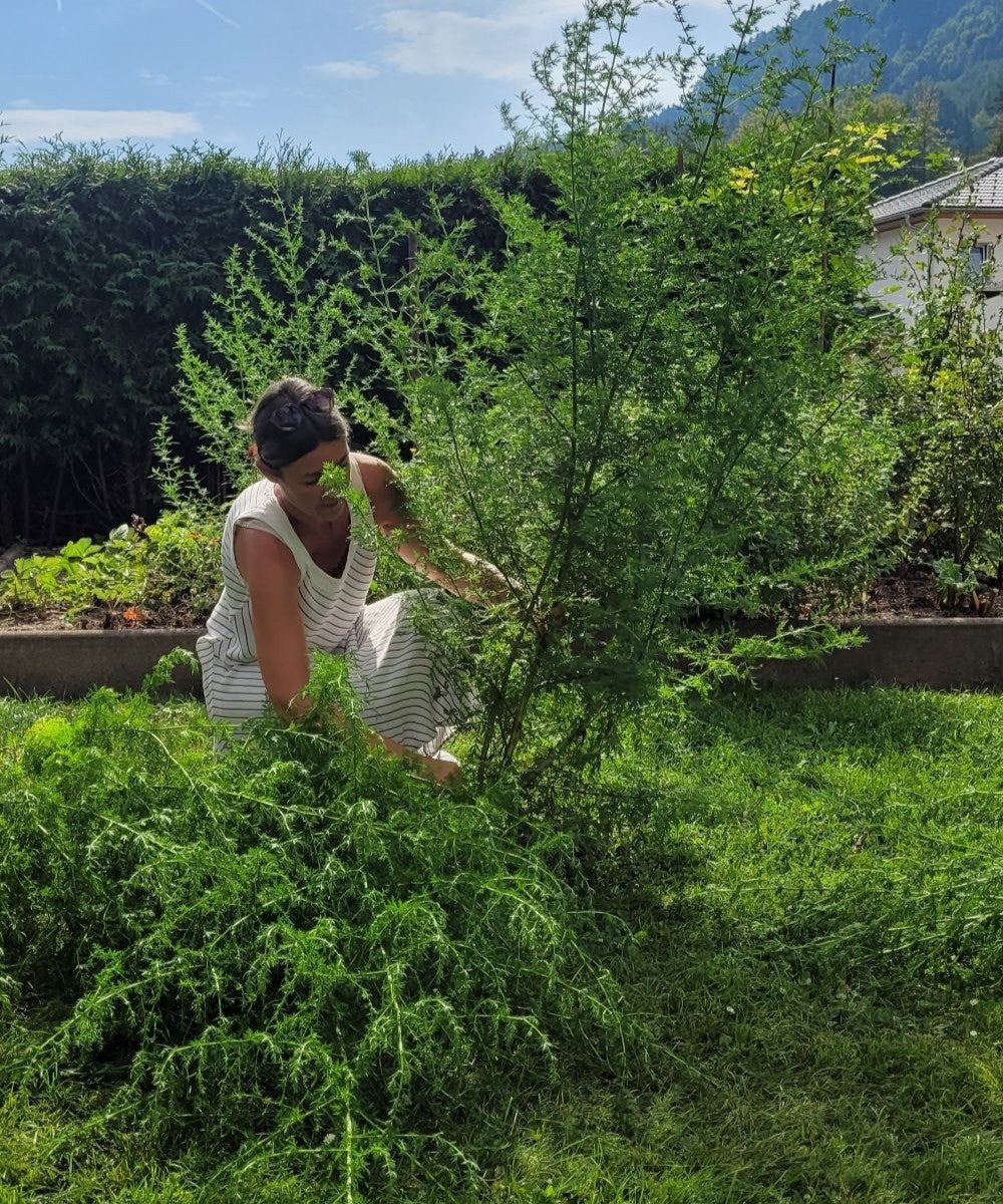 Einjähriger Beifuß Tinktur