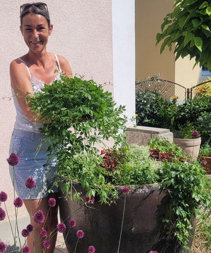 Kraut der Unsterblichkeit Tinktur