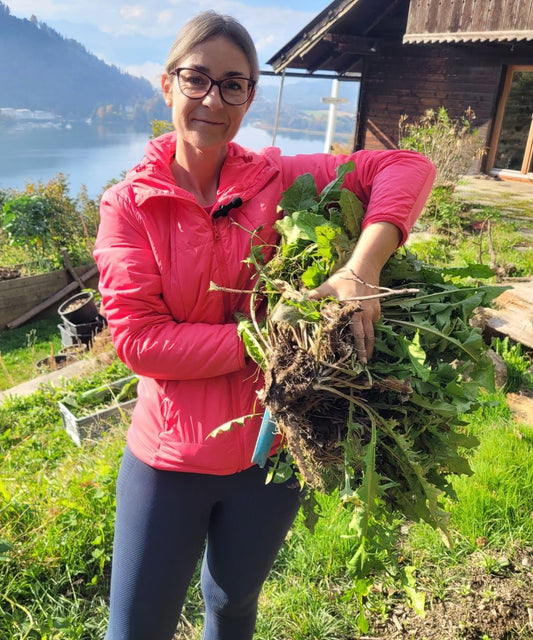 Löwenzahn Wurzel Essenz