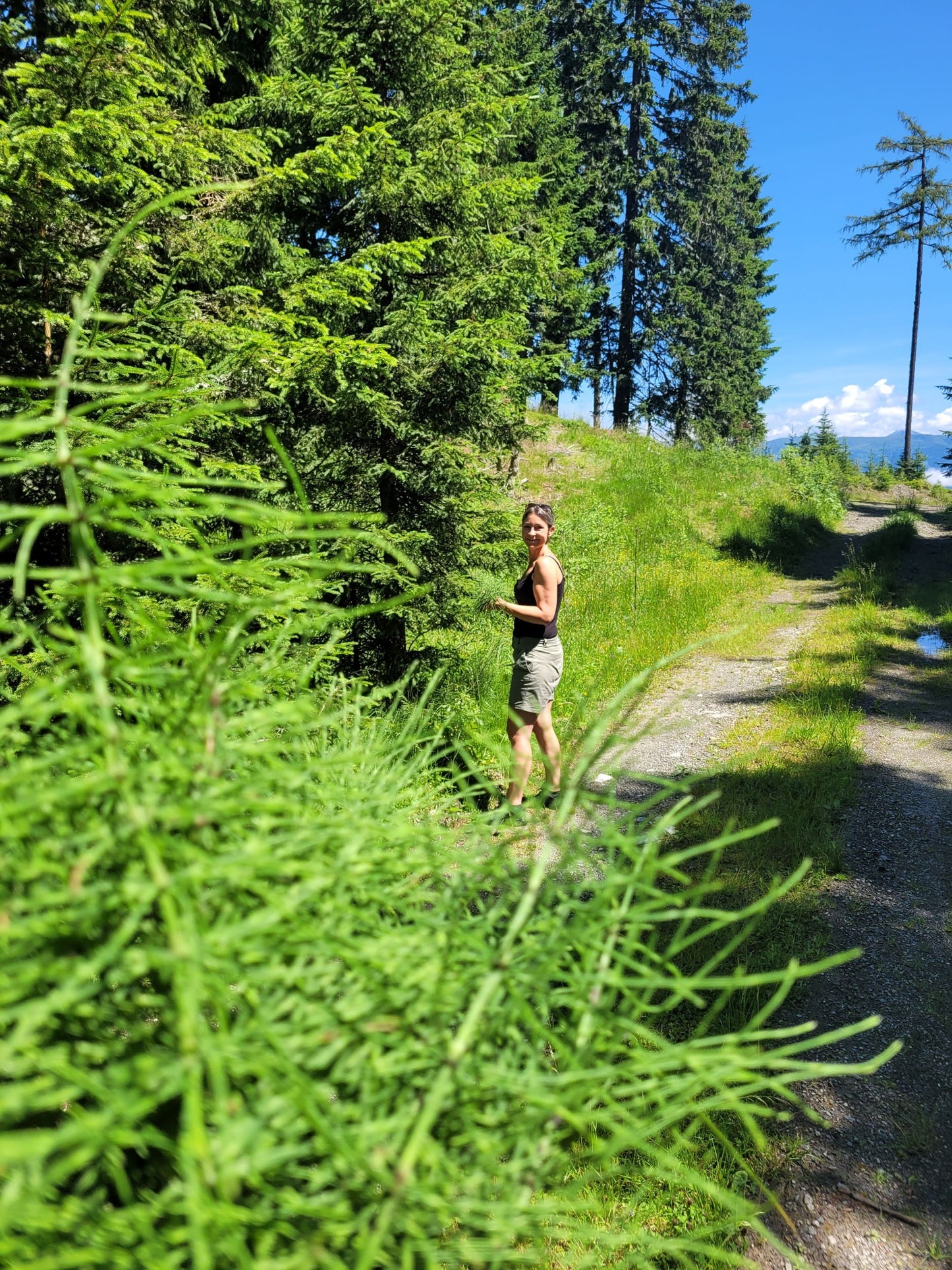 Zinnkraut (oder Ackerschachtelhalm) Essenz