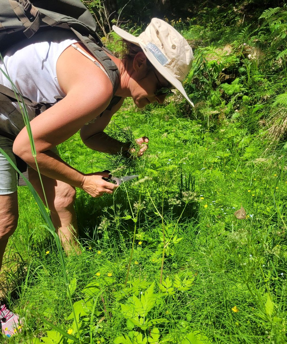 Zinnkraut (oder Ackerschachtelhalm) Essenz