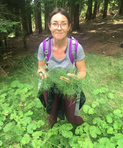 Zinnkraut (oder Ackerschachtelhalm) Essenz
