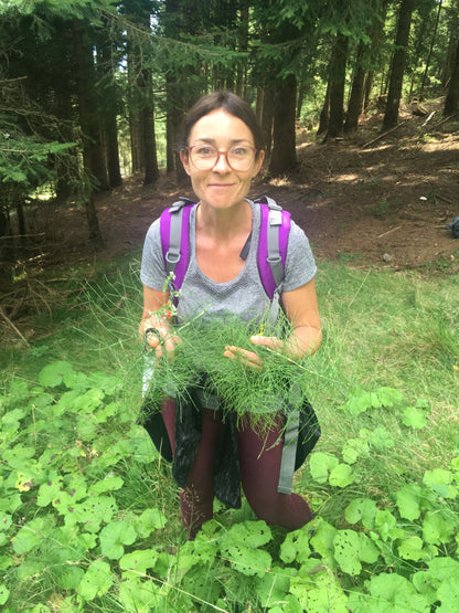 Zinnkraut (oder Ackerschachtelhalm) Essenz