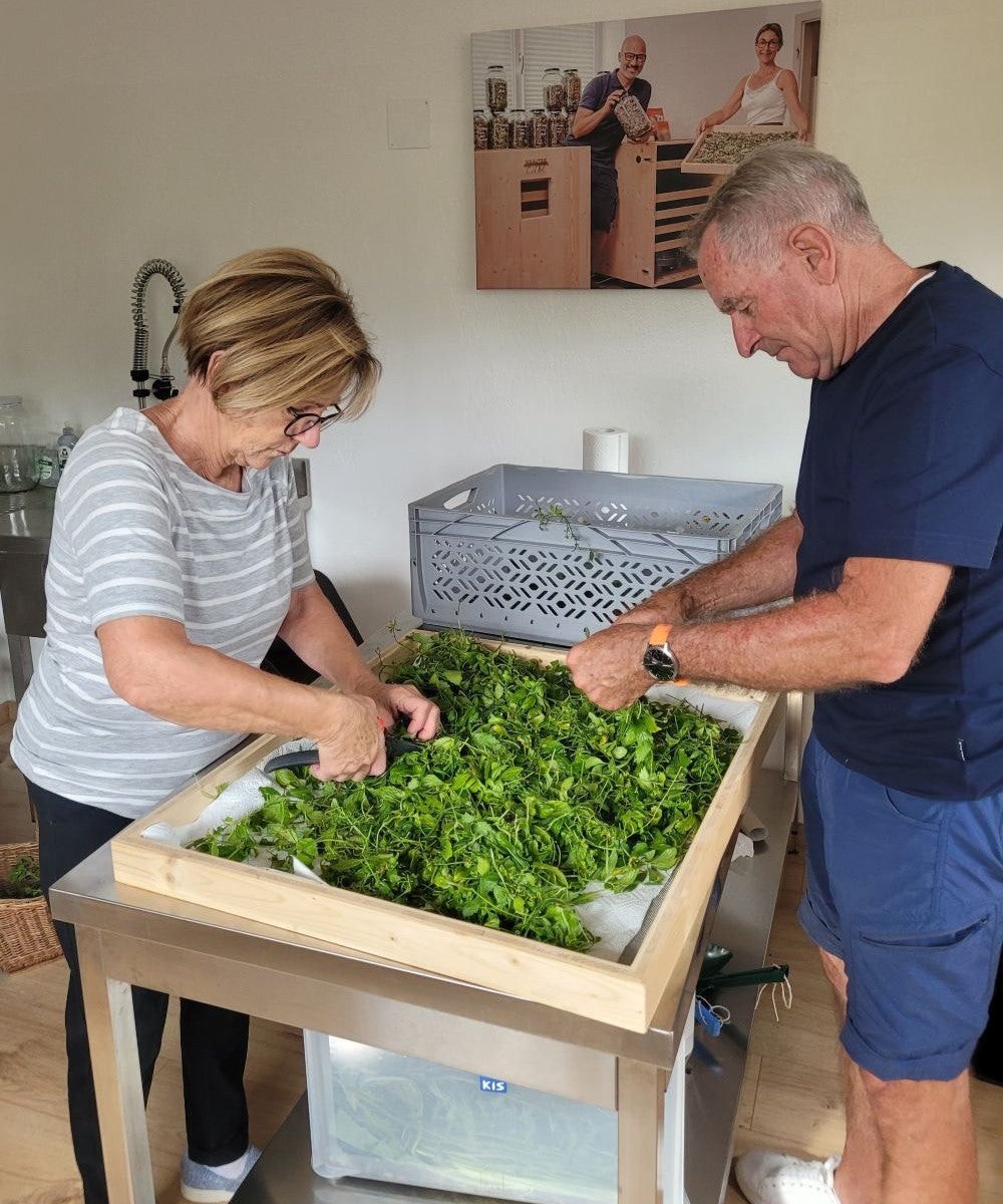 Kraut der Unsterblichkeit Tinktur