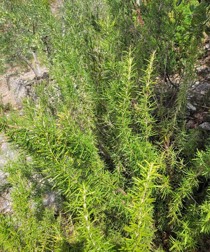 Haarwasser mit Rosmarin und Brennnesselwurzel Extrakt