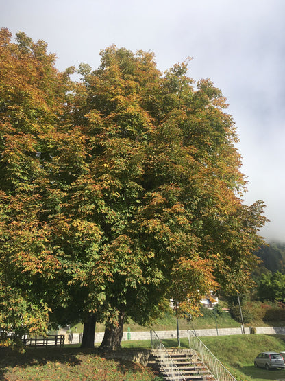 Rosskastanien Essenz