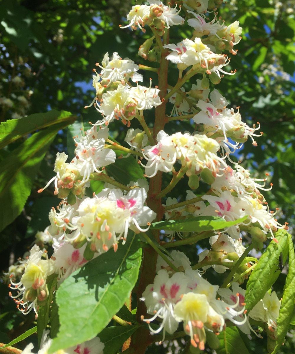 Rosskastanien Essenz