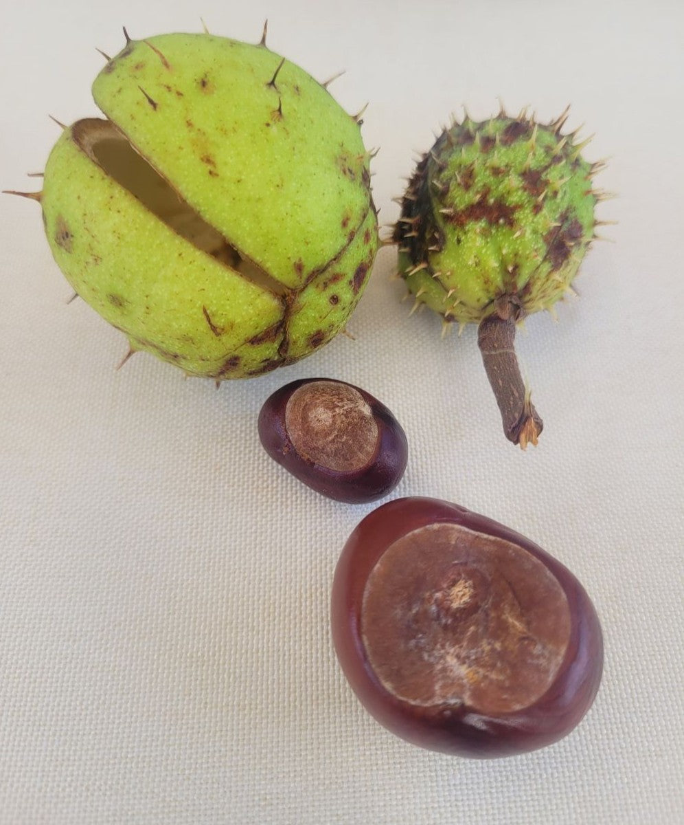 Rosskastanien Essenz