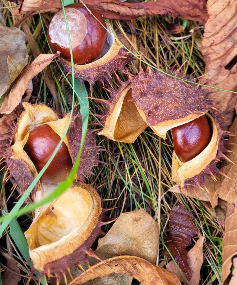 rosskastanien aufbewahren Rosskastanien-Essenz – 600mg Extrakt aus Kärntner Wildsammlung – Kräuterwerkstatt Kärnten