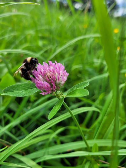 Wechsel-Spiel Essenz