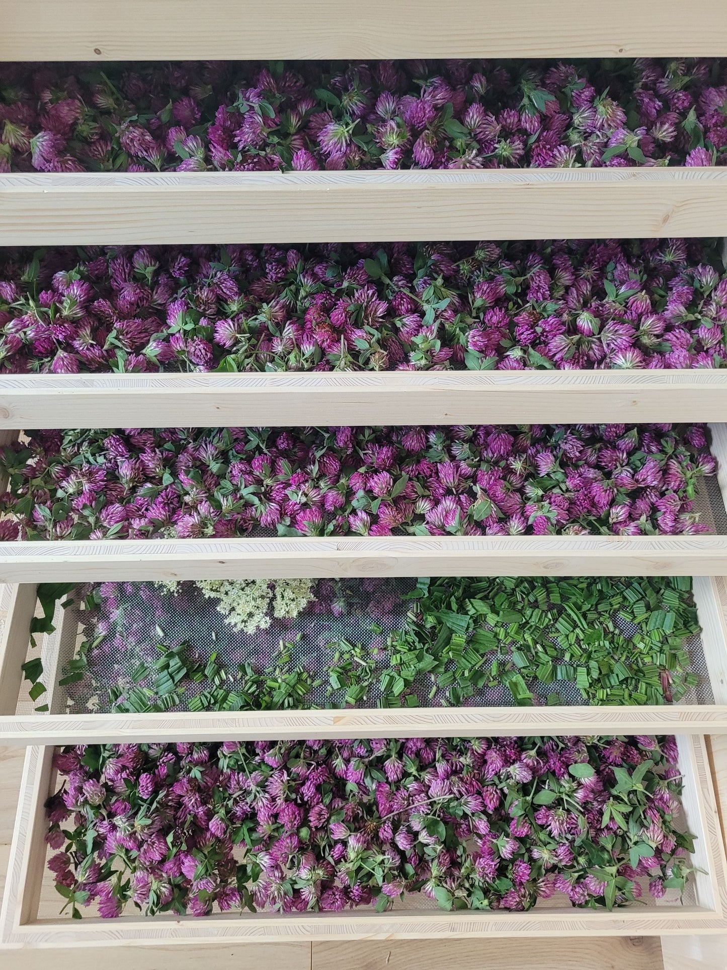 Essenza di trifoglio rosso