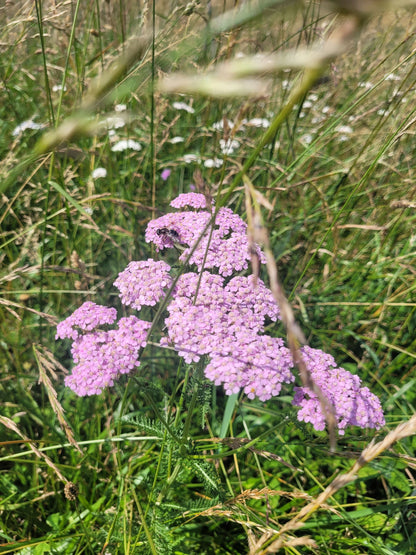 Wechsel-Spiel Essenz