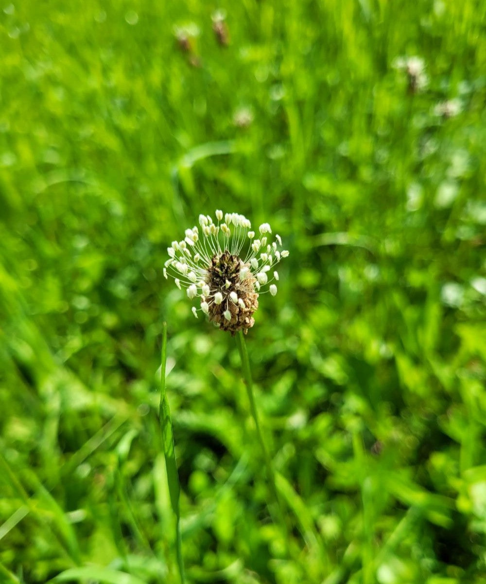 Spitzwegerich Essenz