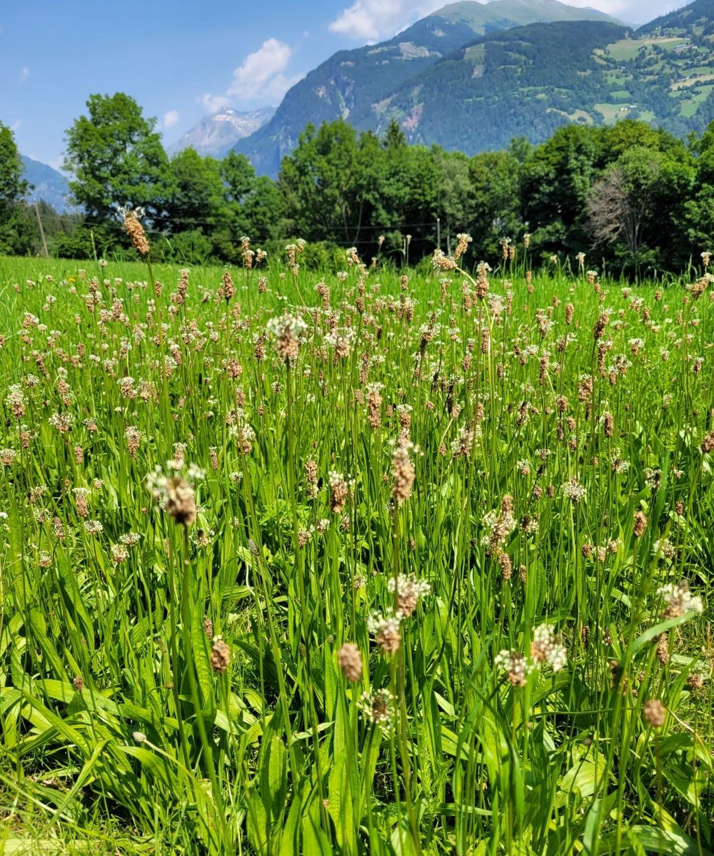 Spitzwegerich Essenz