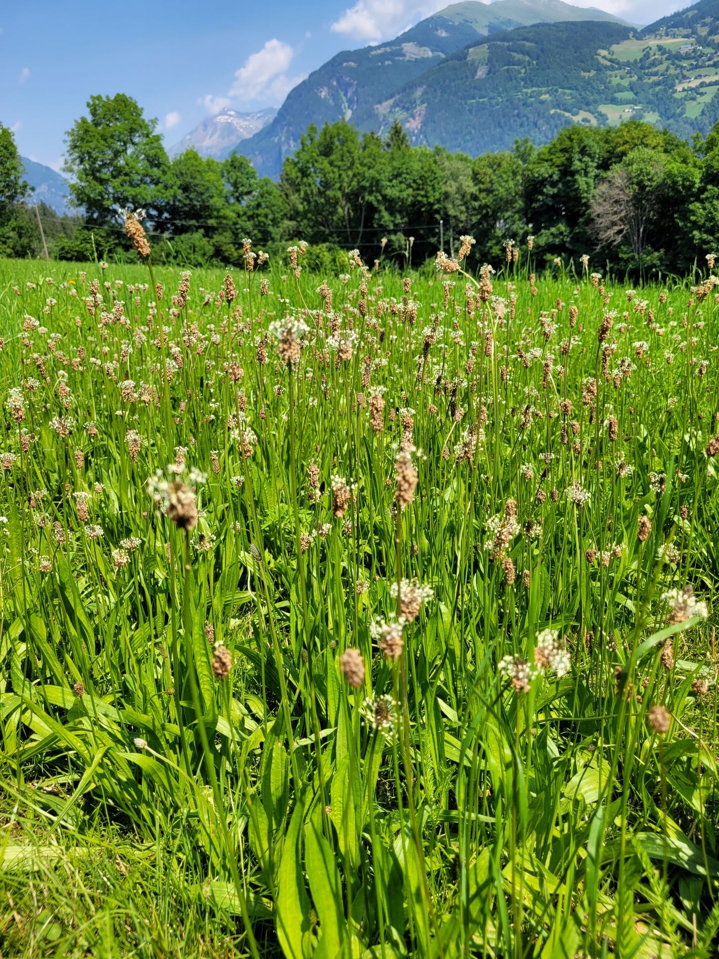 Ribwort plantain essence