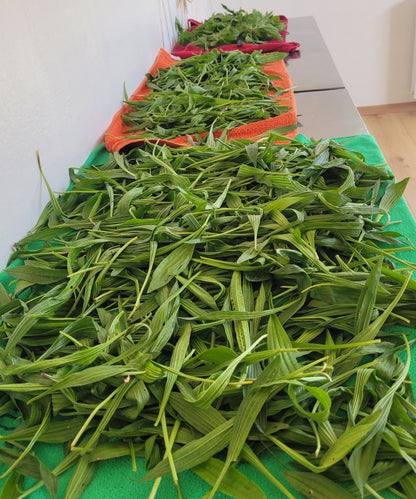 Spitzwegerich Essenz