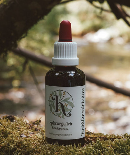 Ribwort plantain essence