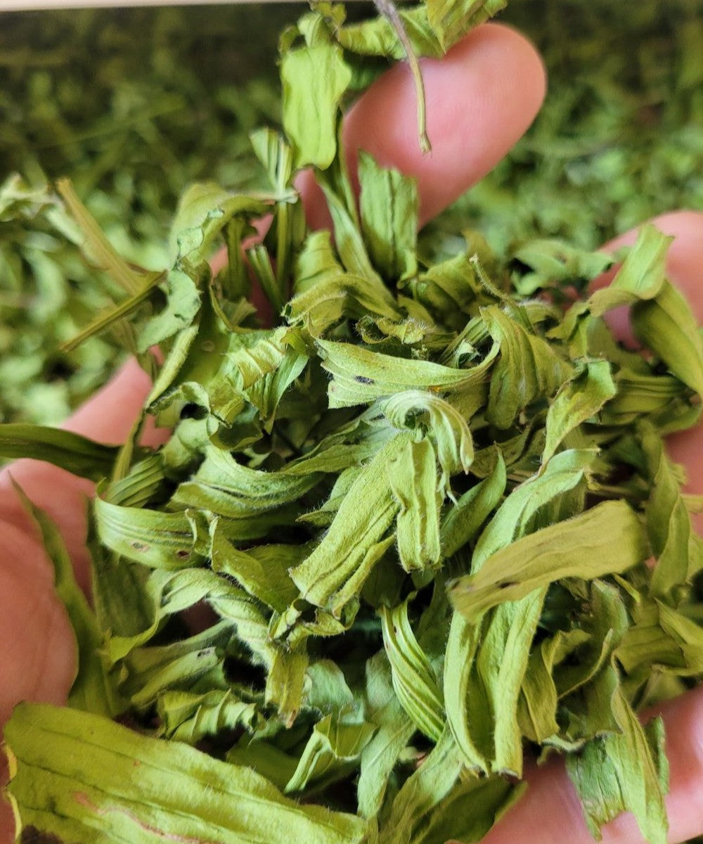 Spitzwegerich Essenz