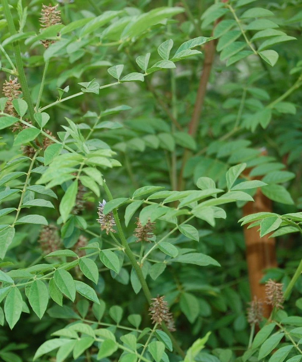 Licorice root essence