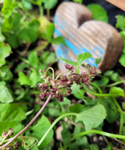 Tigergras Körperpflege-Öl