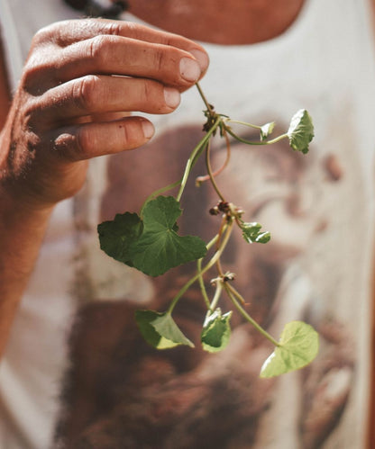 Tigergras Körperpflege-Öl