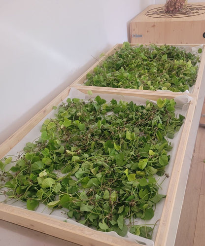 Tigergras Körperpflege-Öl