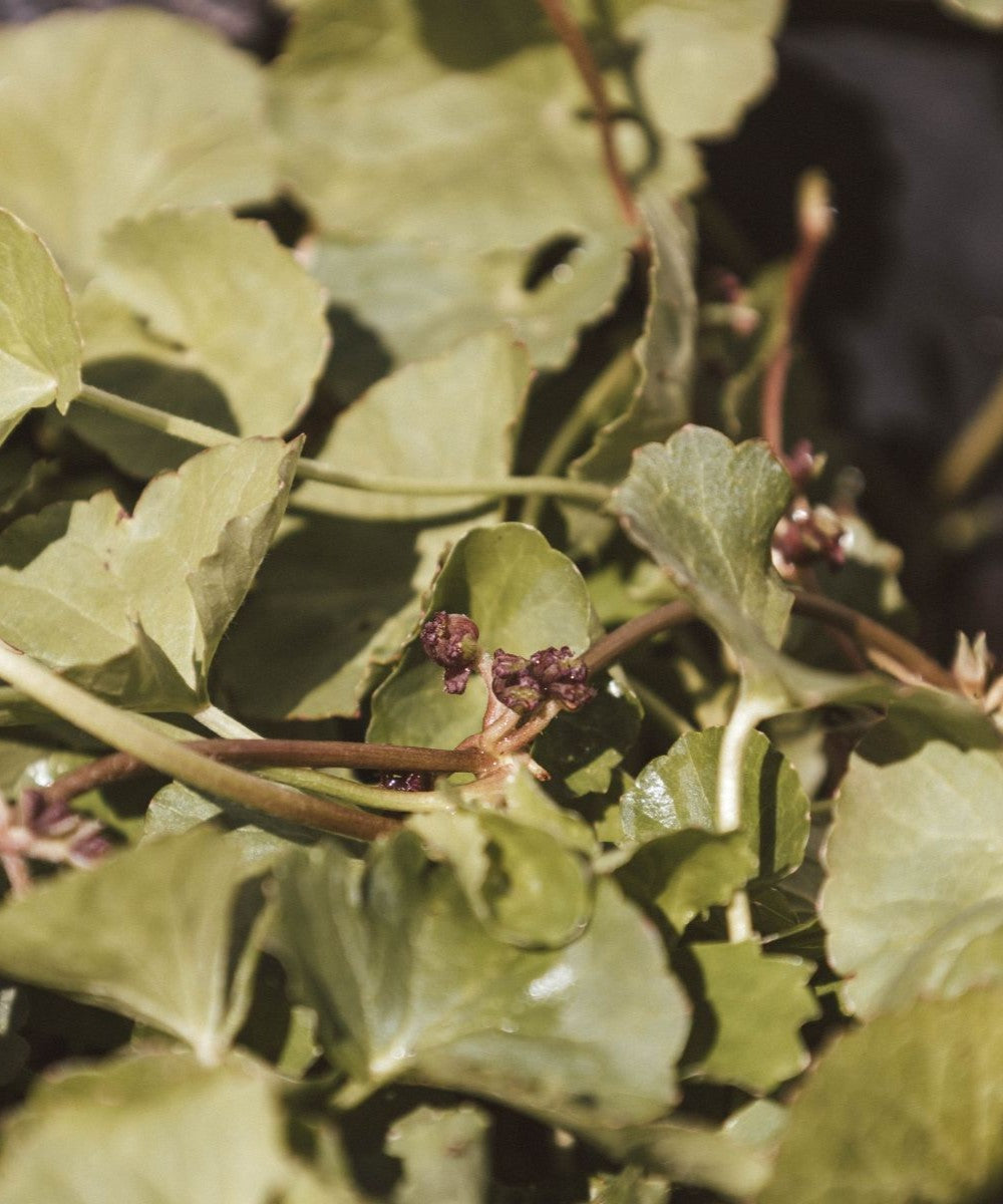 Tigergras Körperpflege-Öl