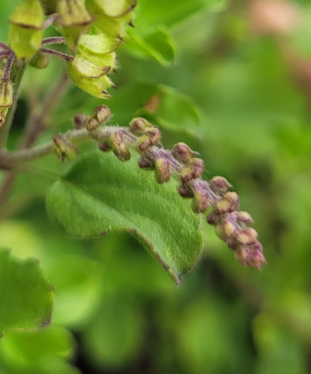 Königsbalsam Essenz