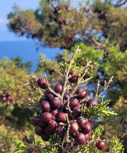 Wacholderbeeren Körperpflege-Öl