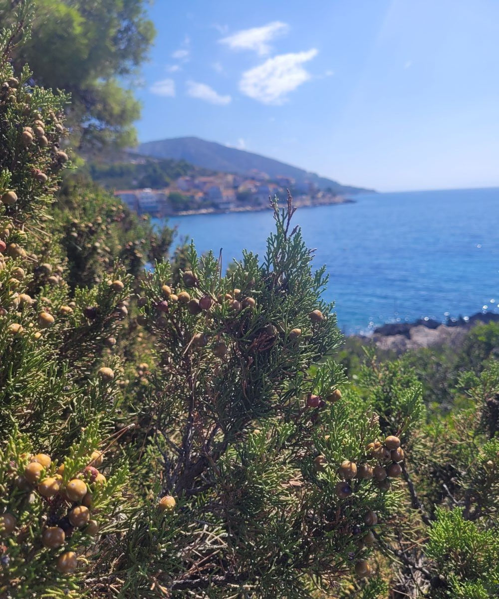 Wacholderbeeren Körperpflege-Öl