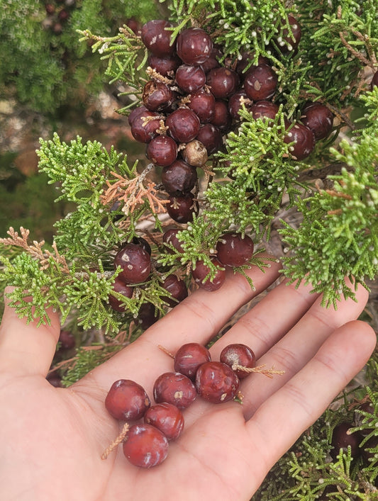 Wacholderbeeren Körperpflege-Öl