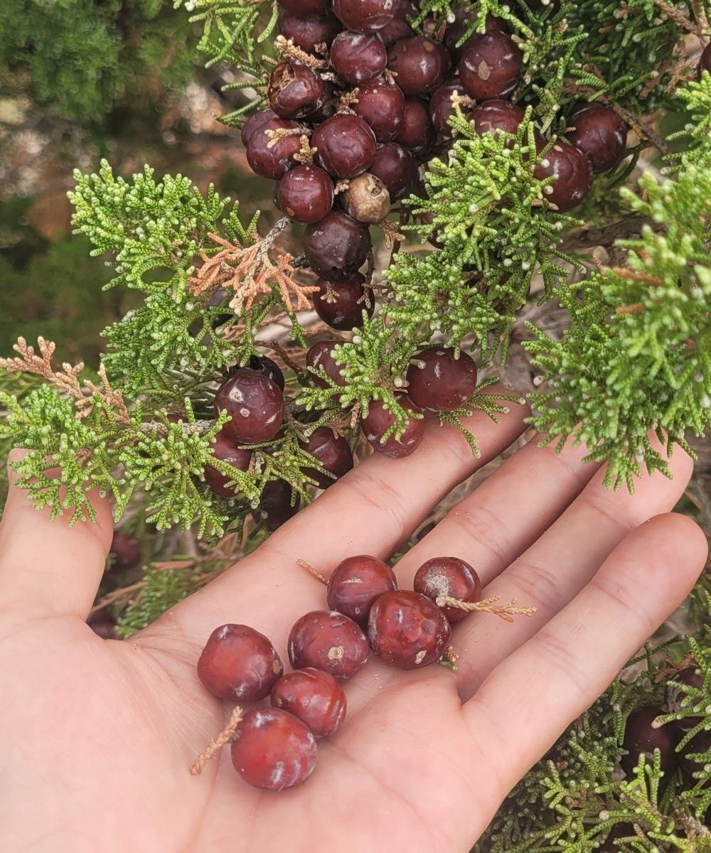Wacholderbeeren Körperpflege-Öl
