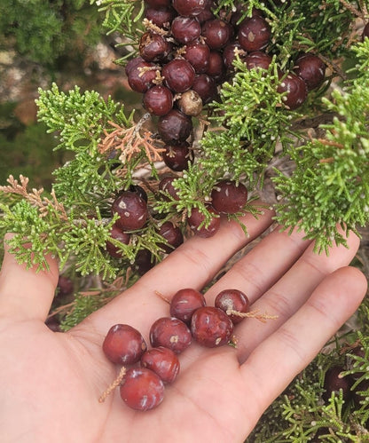 Wacholderbeeren Körperpflege-Öl