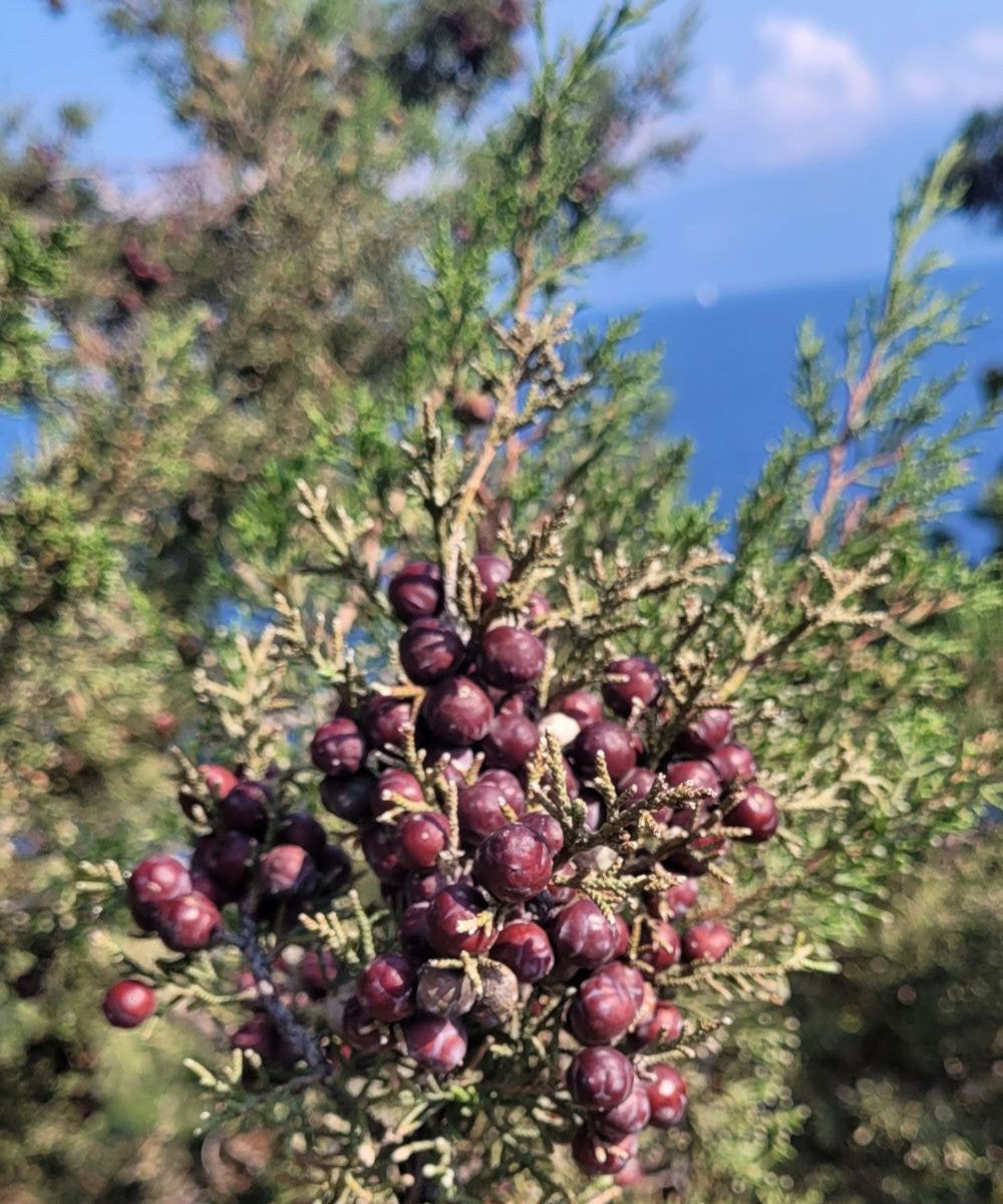 Wacholderbeeren Körperpflege-Öl