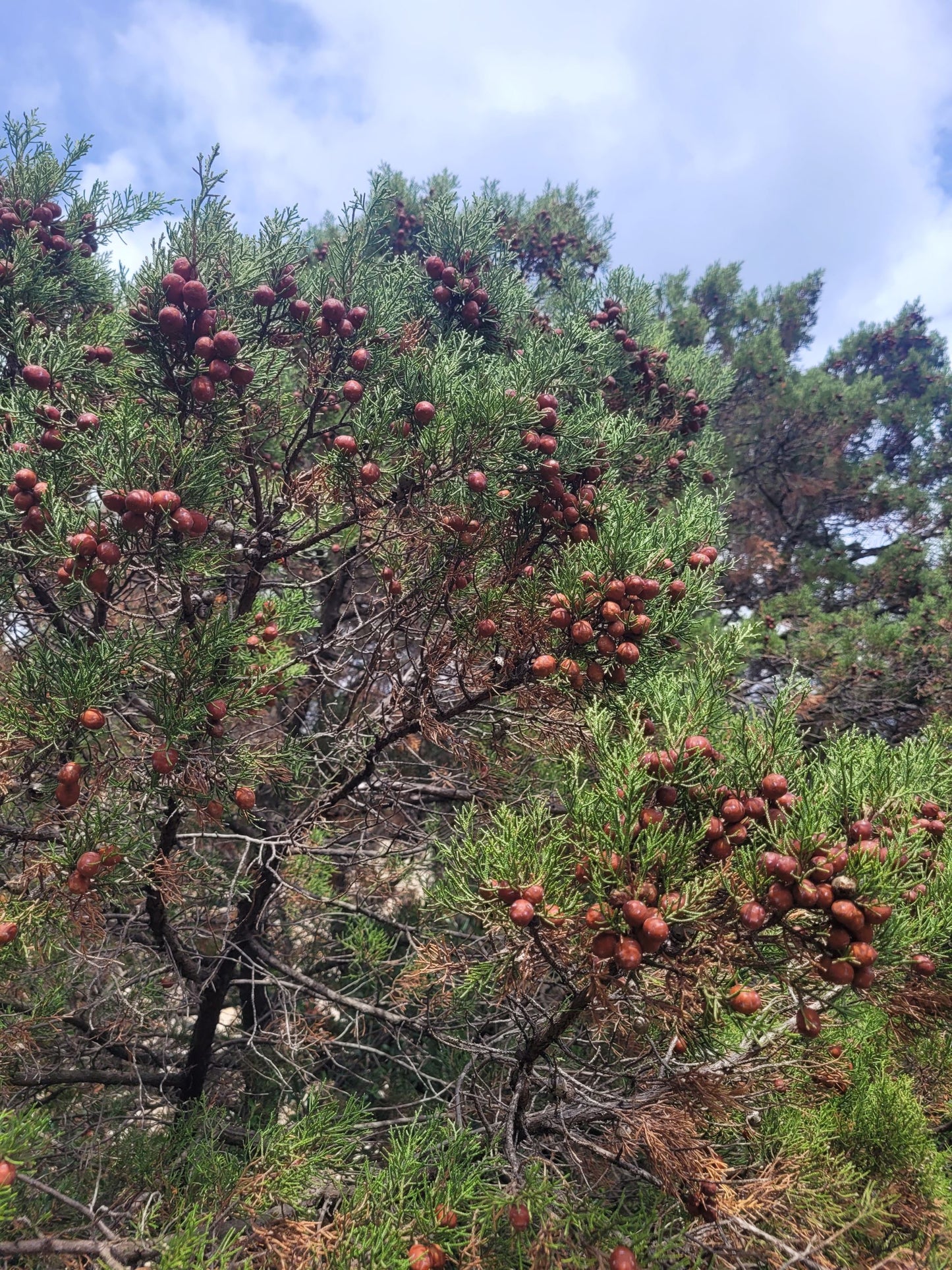 Wacholderbeeren Körperpflege-Öl