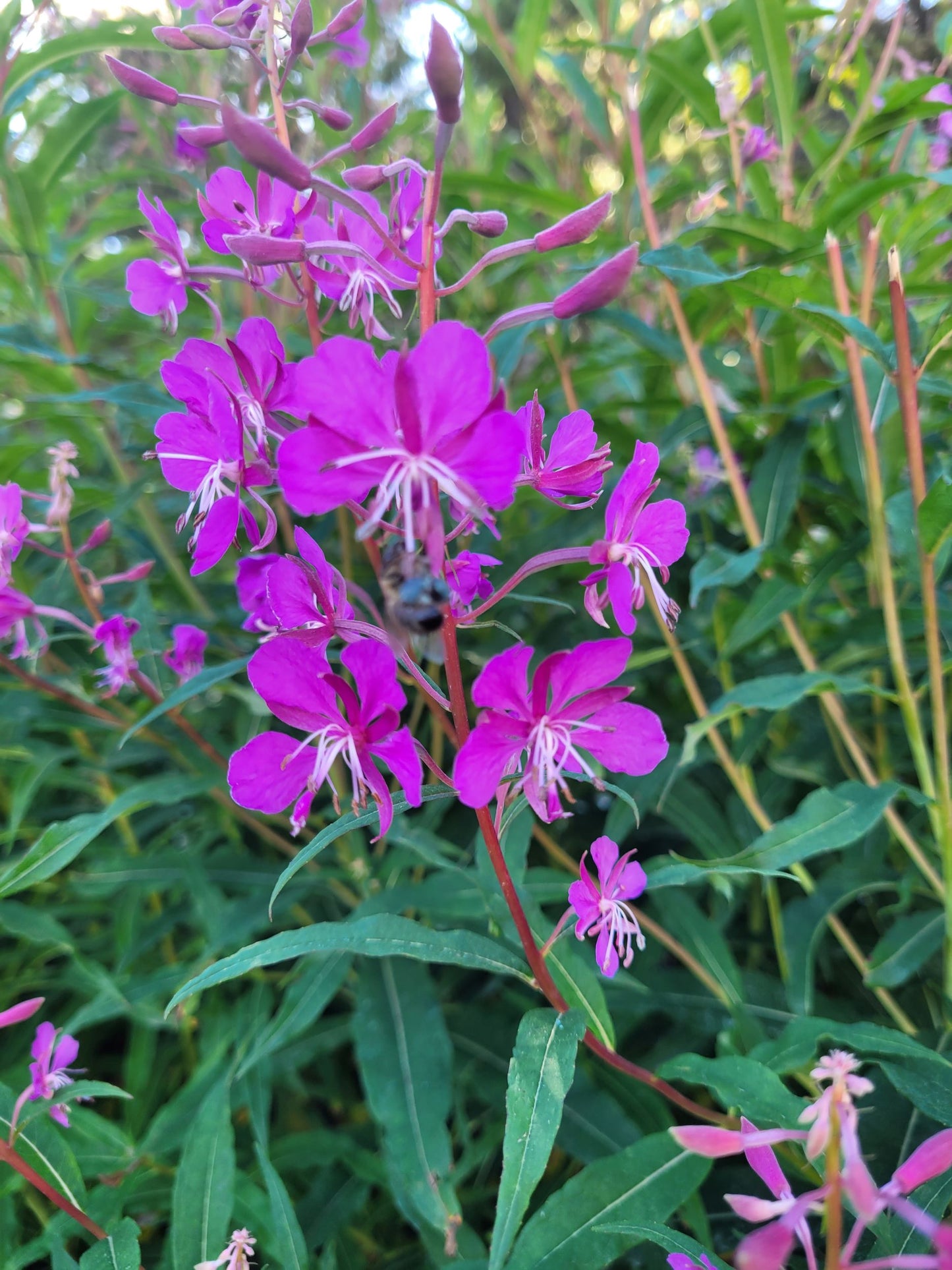 Fireweed essence