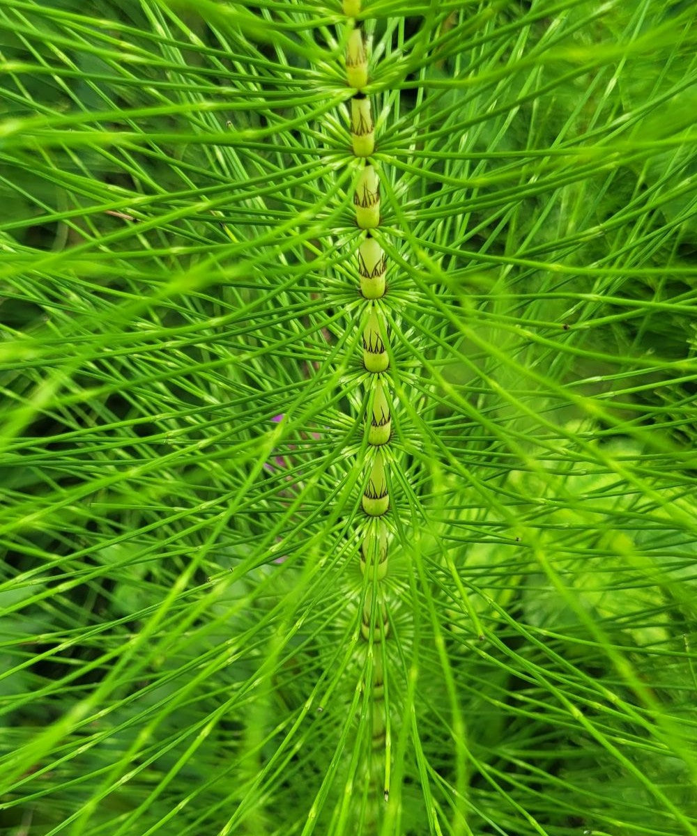 Zinnkraut (oder Ackerschachtelhalm) Essenz
