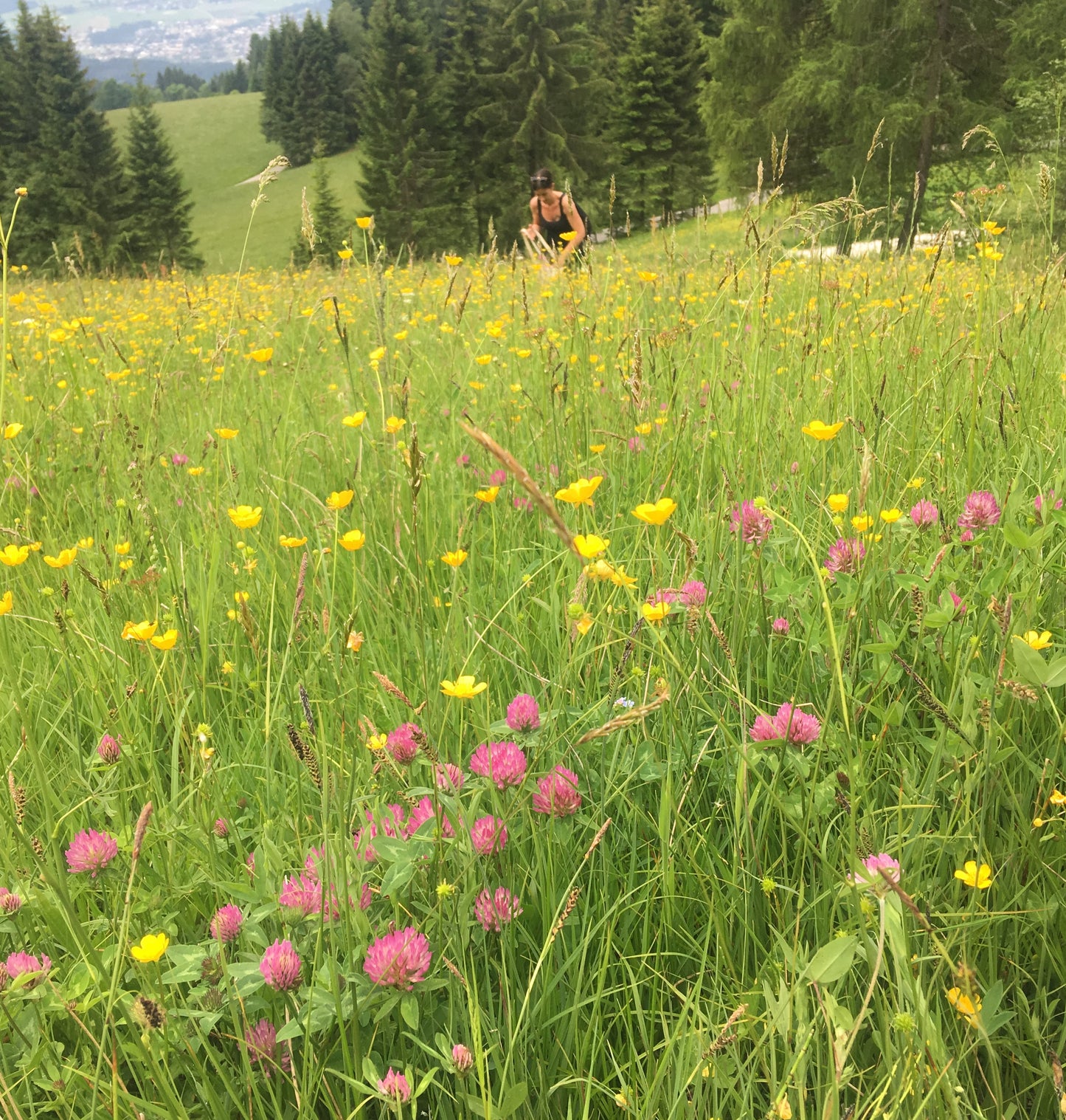 Essenza di trifoglio rosso