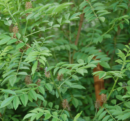 Licorice root essence