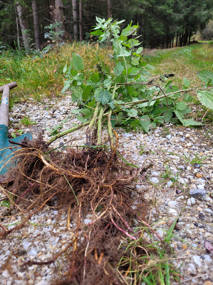 Brennnessel-Wurzel Essenz