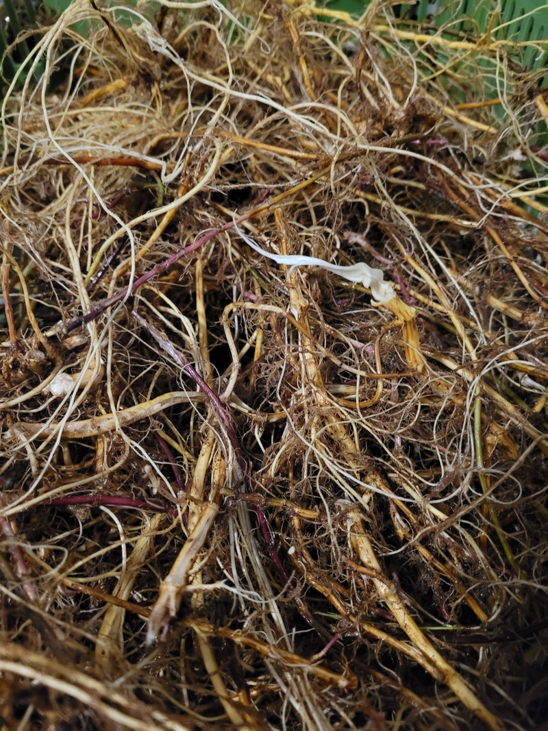 Nettle root essence